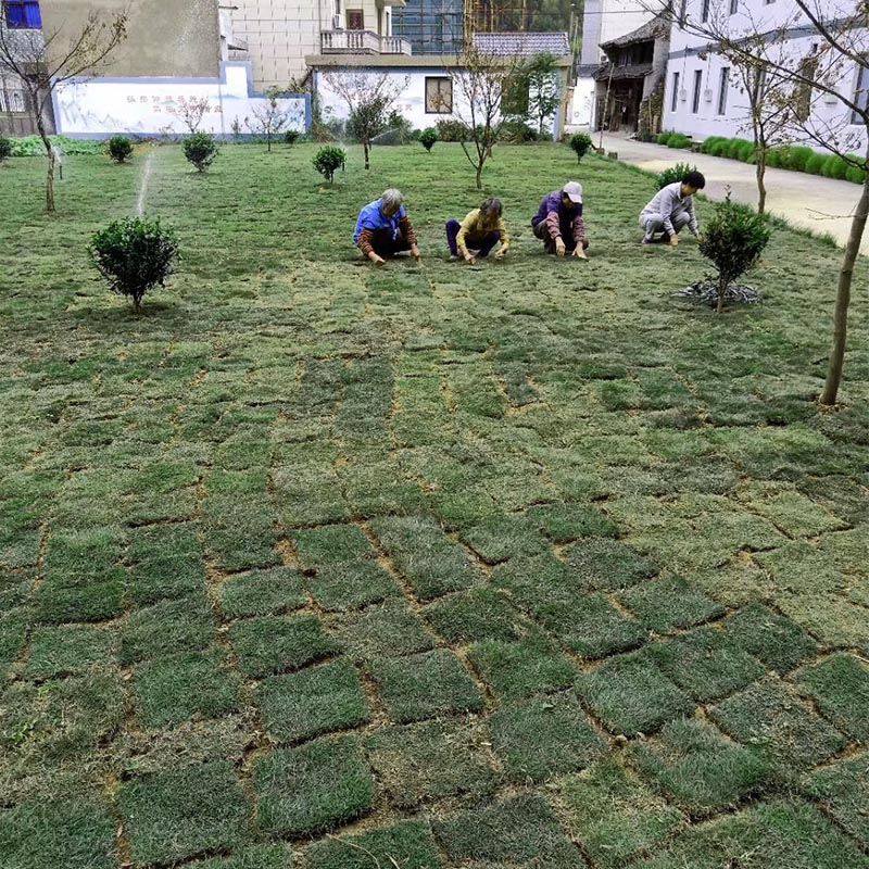 绿化草坪铺植